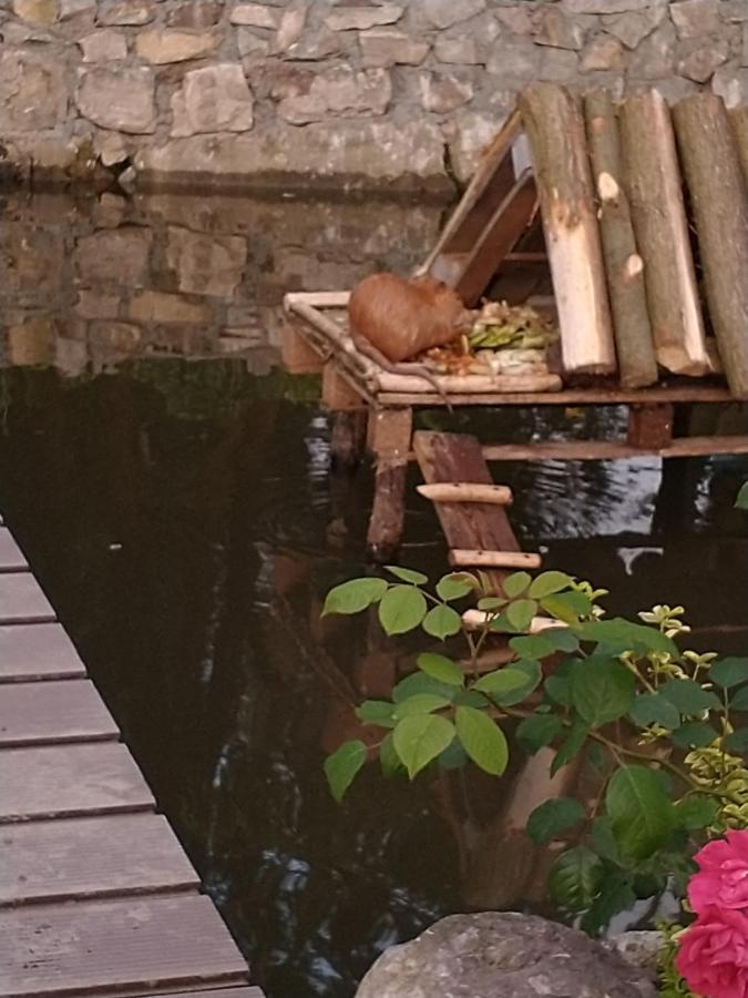 Altana Caloroczna Vira Numer 7 Herbergerowka Agroturystyka Na Wsi Duszniki Zdrój Kültér fotó